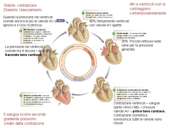 Atri e ventricoli non si contraggono contemporaneamente Sistole: contrazione Diastole: rilasciamento Quando la pressione Atri e ventricoli non si contraggono contemporaneamente Sistole: contrazione Diastole: rilasciamento Quando la pressione
