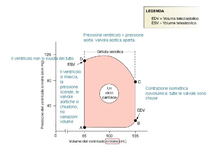 Pressione ventricolo > pressione aorta: valvola aortica aperta. Il ventricolo non si svuota del Pressione ventricolo > pressione aorta: valvola aortica aperta. Il ventricolo non si svuota del