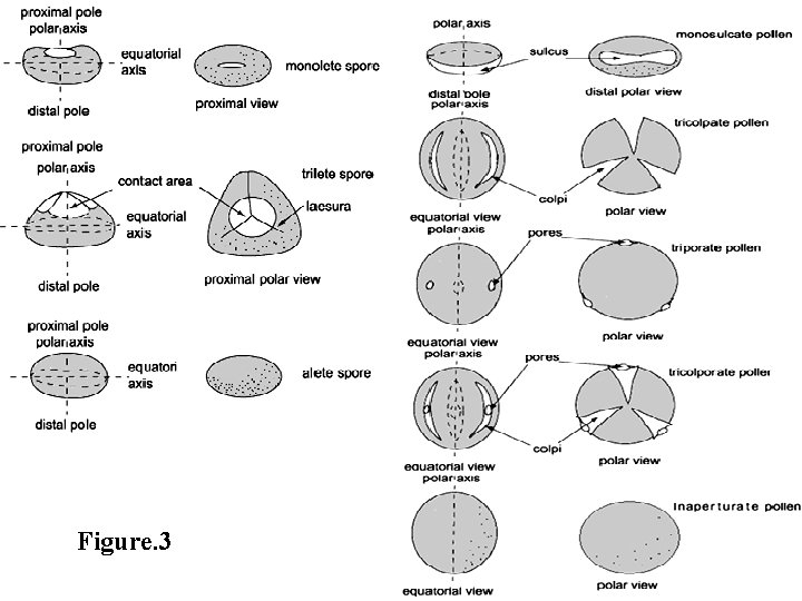 Figure. 3 