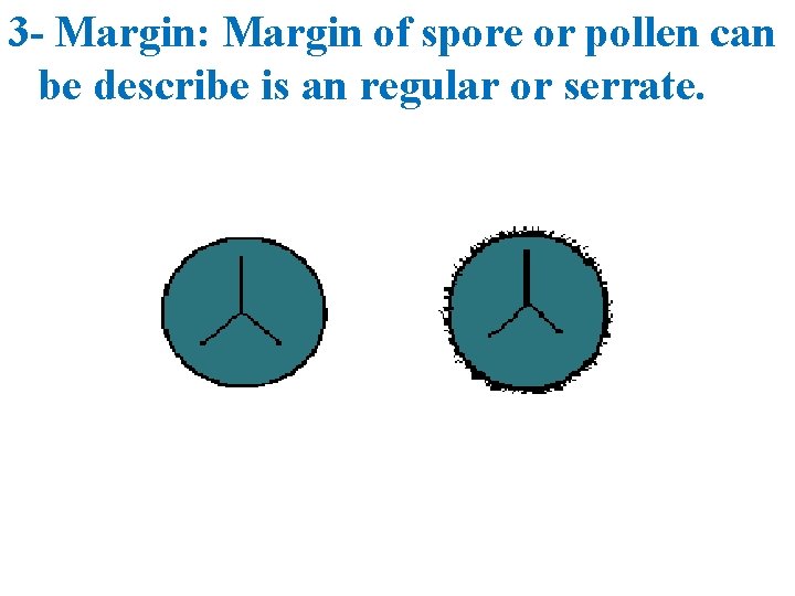 3 - Margin: Margin of spore or pollen can be describe is an regular