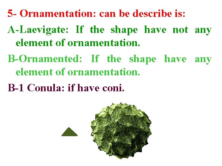 5 - Ornamentation: can be describe is: A-Laevigate: If the shape have not any