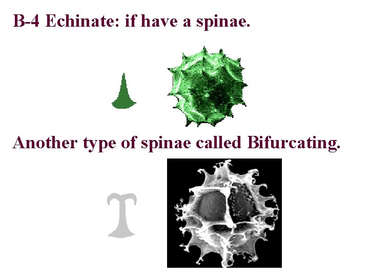 B-4 Echinate: if have a spinae. Another type of spinae called Bifurcating. 