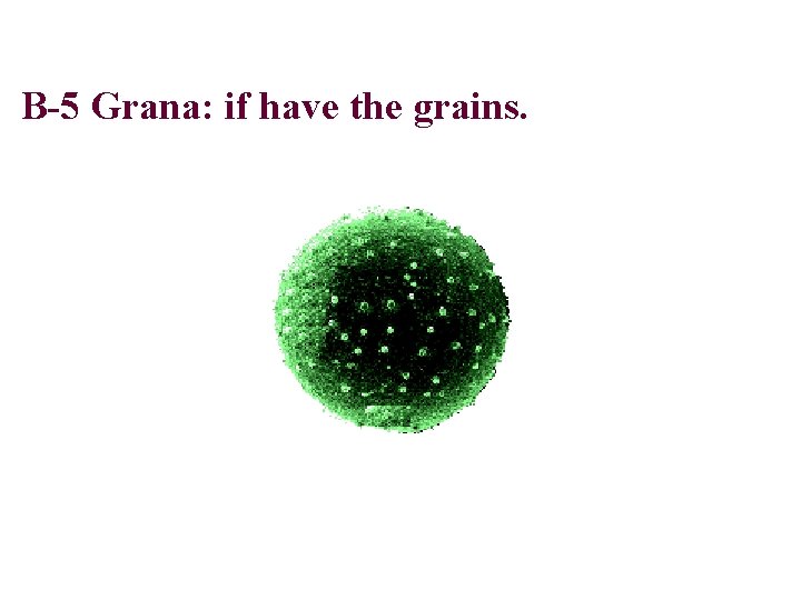 B-5 Grana: if have the grains. 