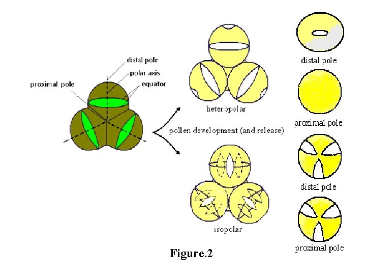 Figure. 2 