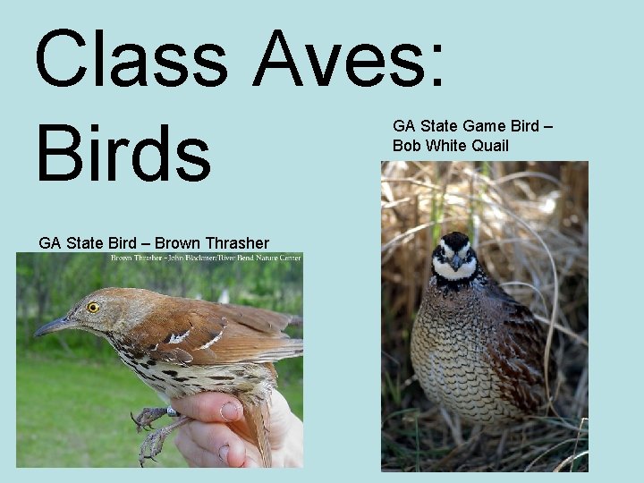 Class Aves: Birds GA State Game Bird – Bob White Quail GA State Bird