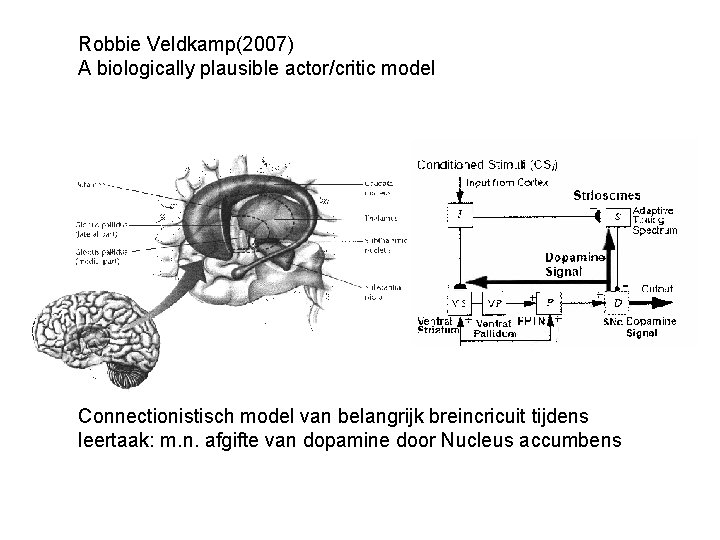 Robbie Veldkamp(2007) A biologically plausible actor/critic model Connectionistisch model van belangrijk breincricuit tijdens leertaak:
