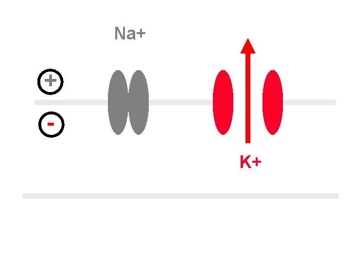 Na+ + K+ 