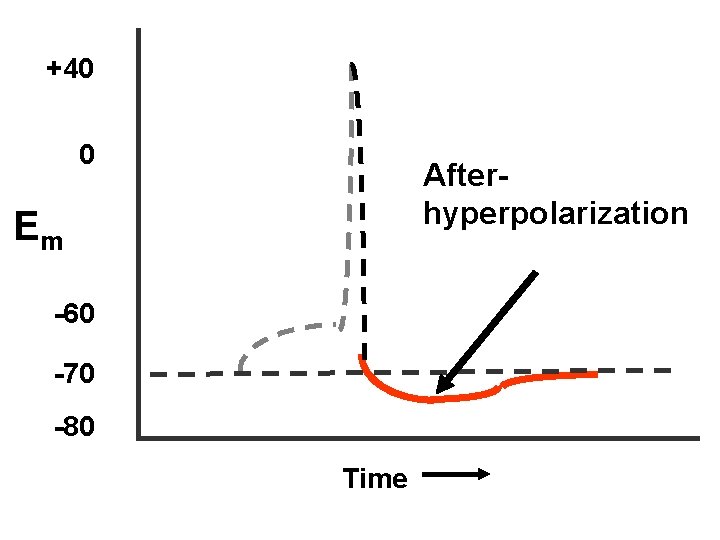 +40 0 Afterhyperpolarization Em -60 -70 -80 Time 