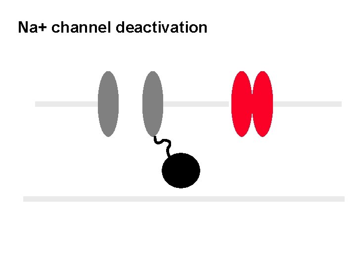 Na+ channel deactivation 