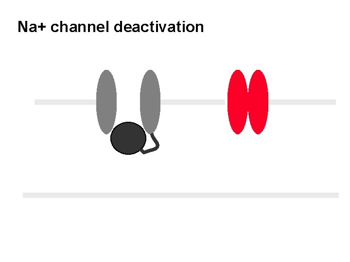 Na+ channel deactivation 