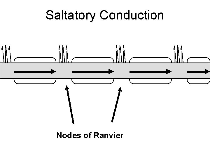 Saltatory Conduction Nodes of Ranvier 