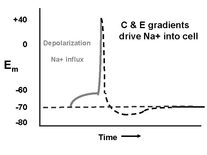 +40 0 Em C & E gradients drive Na+ into cell Depolarization Na+ influx