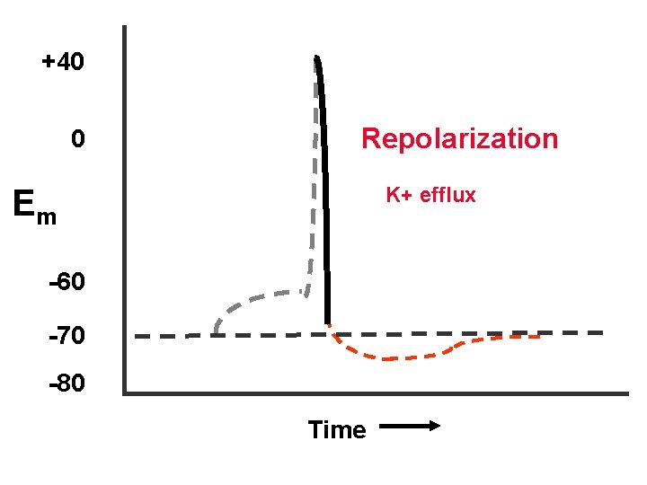 +40 0 Repolarization K+ efflux Em -60 -70 -80 Time 