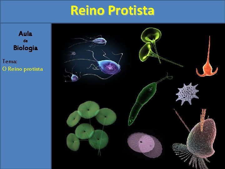 Reino Protista Aula de Biologia Tema O Reino