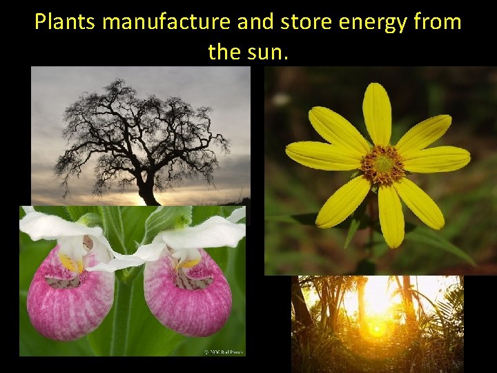 Plants manufacture and store energy from the sun. 