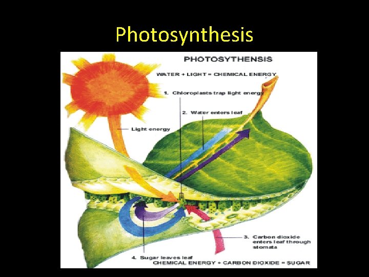 Photosynthesis 