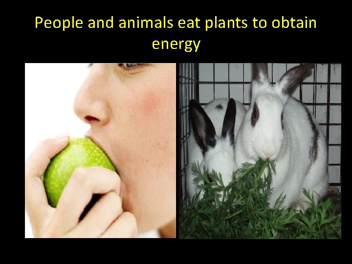 People and animals eat plants to obtain energy 