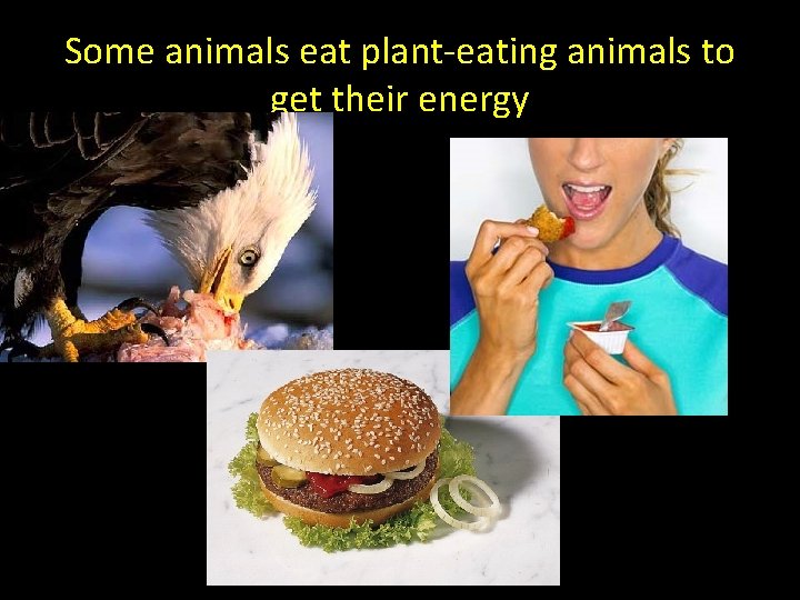 Some animals eat plant-eating animals to get their energy 