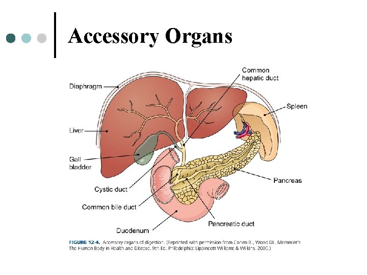 Accessory Organs 
