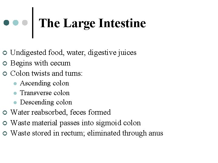 The Large Intestine ¢ ¢ ¢ Undigested food, water, digestive juices Begins with cecum