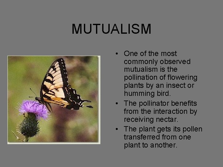 MUTUALISM • One of the most commonly observed mutualism is the pollination of flowering