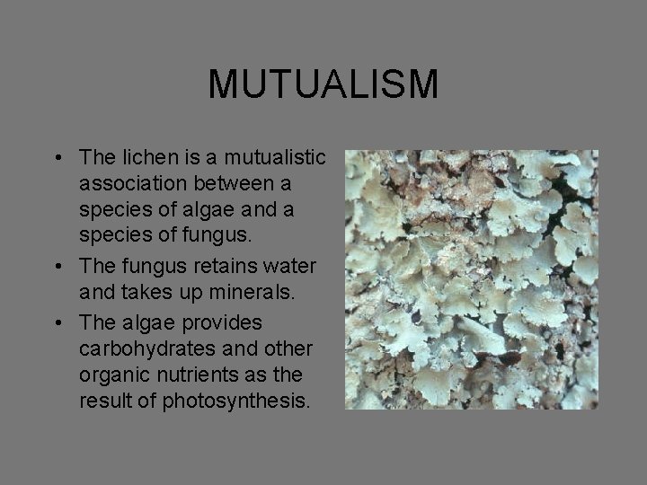 MUTUALISM • The lichen is a mutualistic association between a species of algae and