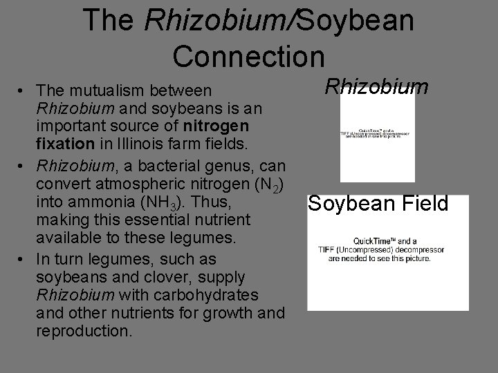 The Rhizobium/Soybean Connection • The mutualism between Rhizobium and soybeans is an important source