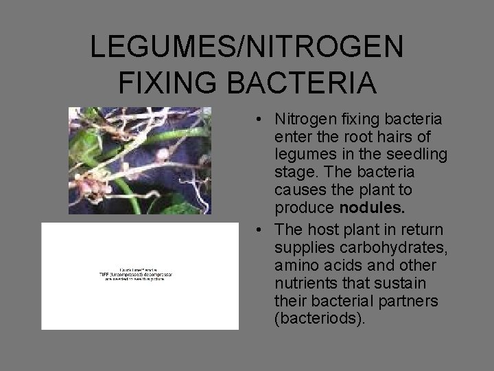 LEGUMES/NITROGEN FIXING BACTERIA • Nitrogen fixing bacteria enter the root hairs of legumes in