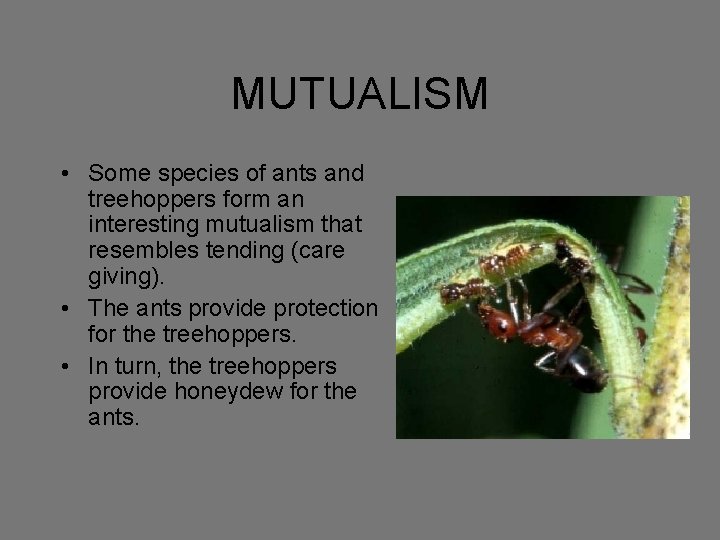 MUTUALISM • Some species of ants and treehoppers form an interesting mutualism that resembles