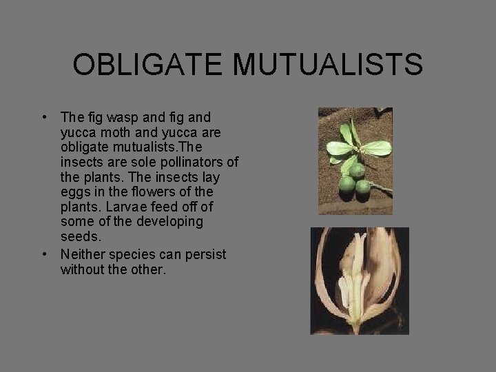 OBLIGATE MUTUALISTS • The fig wasp and fig and yucca moth and yucca are