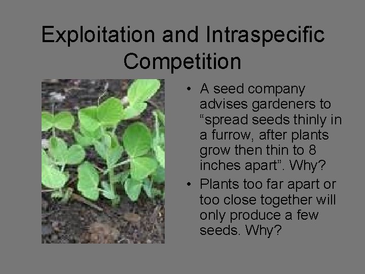 Exploitation and Intraspecific Competition • A seed company advises gardeners to “spread seeds thinly