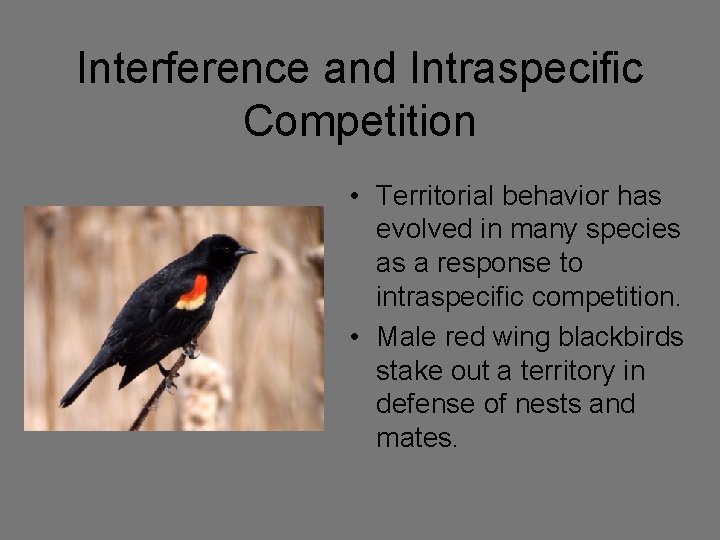 Interference and Intraspecific Competition • Territorial behavior has evolved in many species as a