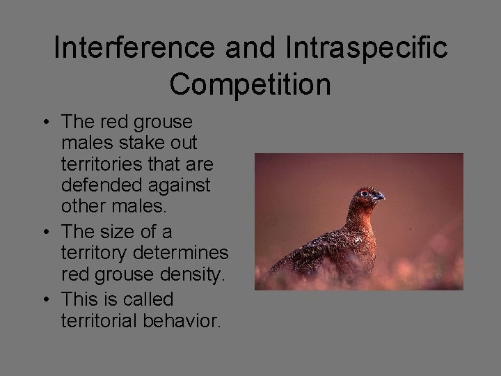 Interference and Intraspecific Competition • The red grouse males stake out territories that are