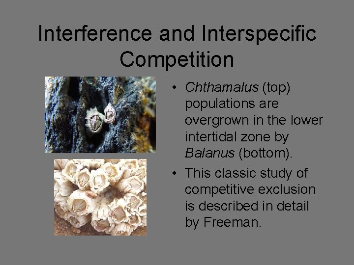 Interference and Interspecific Competition • Chthamalus (top) populations are overgrown in the lower intertidal