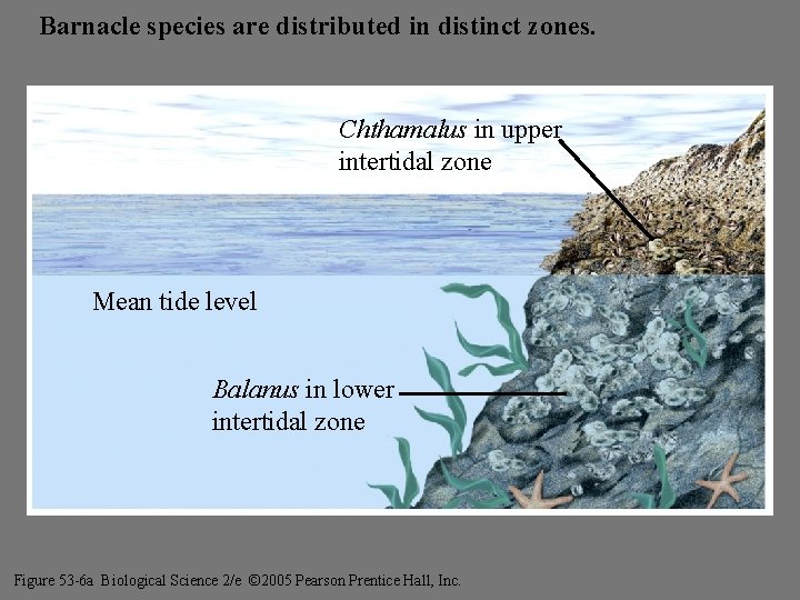 Barnacle species are distributed in distinct zones. Freeman. Chthamalus Figure 53 -6 a in