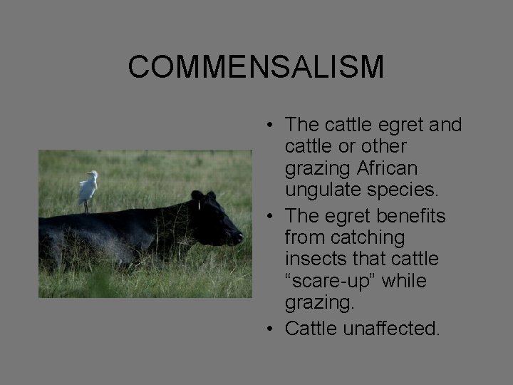 COMMENSALISM • The cattle egret and cattle or other grazing African ungulate species. •