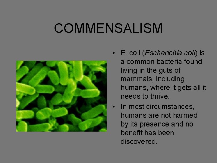 COMMENSALISM • E. coli (Escherichia coli) is a common bacteria found living in the