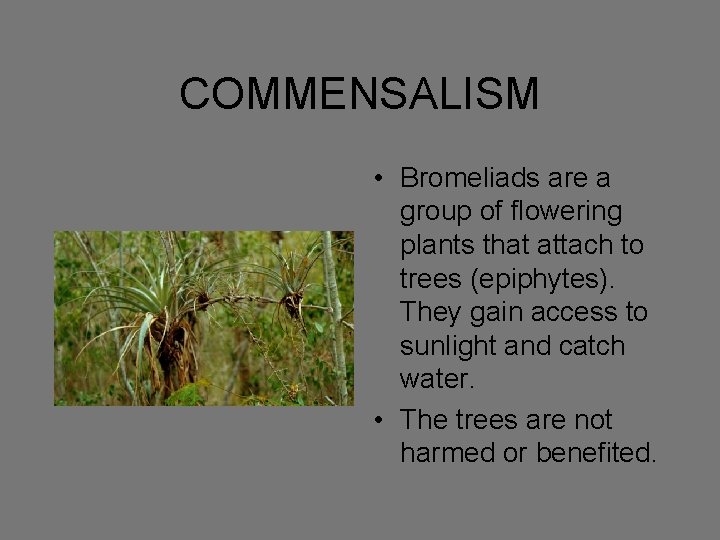 COMMENSALISM • Bromeliads are a group of flowering plants that attach to trees (epiphytes).