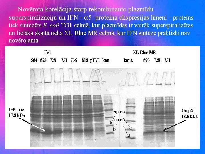 Novērota korelācija starp rekombinanto plazmīdu superspiralizāciju un IFN - 5 proteīna ekspresijas līmeni –