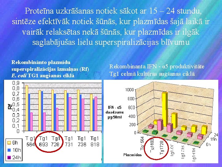 Proteīna uzkrāšanas notiek sākot ar 15 – 24 stundu, sintēze efektīvāk notiek šūnās, kur