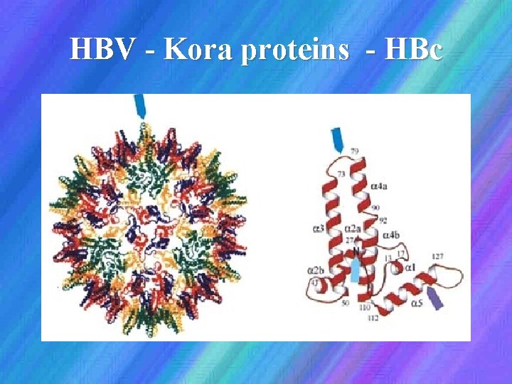 HBV - Kora proteins - HBc 