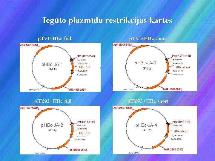 Iegūto plazmīdu restrikcijas kartes p. TVI+HBc full p. HBc-JA-1 p. TVI+HBc short p. HBc-JA-3