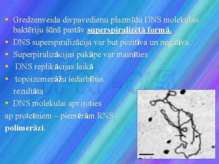 § Gredzenveida divpavedienu plazmīdu DNS molekulas baktēriju šūnā pastāv superspiralizētā formā. § DNS superspiralizācija