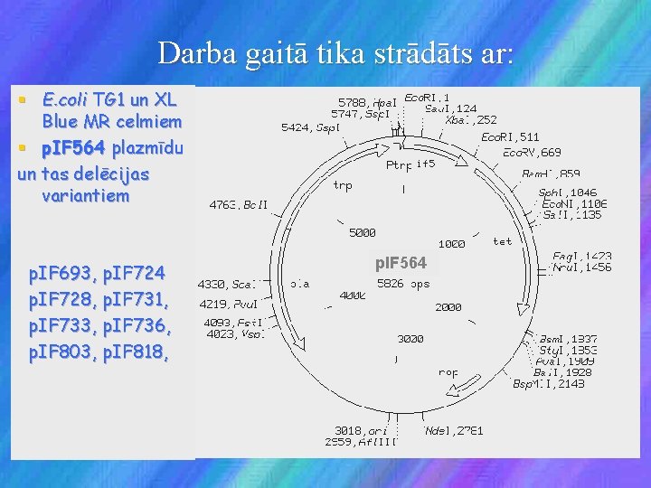 Darba gaitā tika strādāts ar: § E. coli TG 1 un XL Blue MR