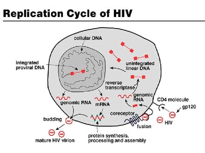 Terminology HIV Human Immunodeficiency Virus AIDS Acquired Immune