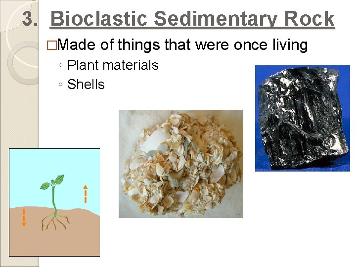 3. Bioclastic Sedimentary Rock �Made of things that were once living ◦ Plant materials