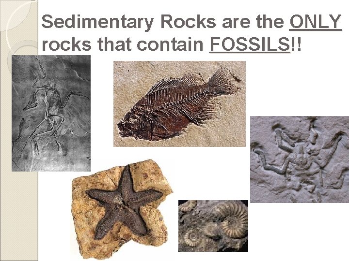 Sedimentary Rocks are the ONLY rocks that contain FOSSILS!! 
