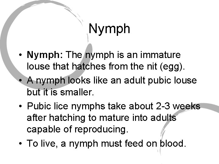 Nymph • Nymph: The nymph is an immature louse that hatches from the nit