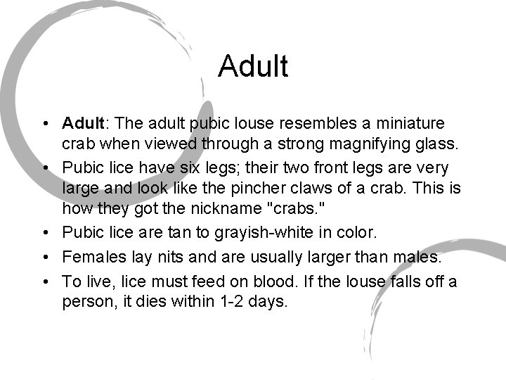 Adult • Adult: The adult pubic louse resembles a miniature crab when viewed through
