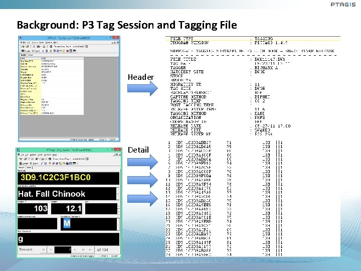 Background: P 3 Tag Session and Tagging File Header Detail Background: P 3 Tag Session and Tagging File Header Detail